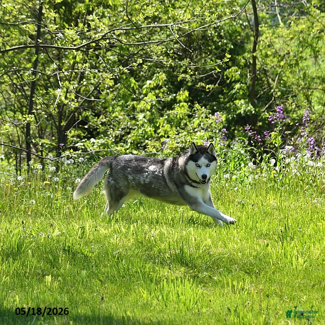 Siberian Husky dogs for sale: Kaitlyn - Ad 3