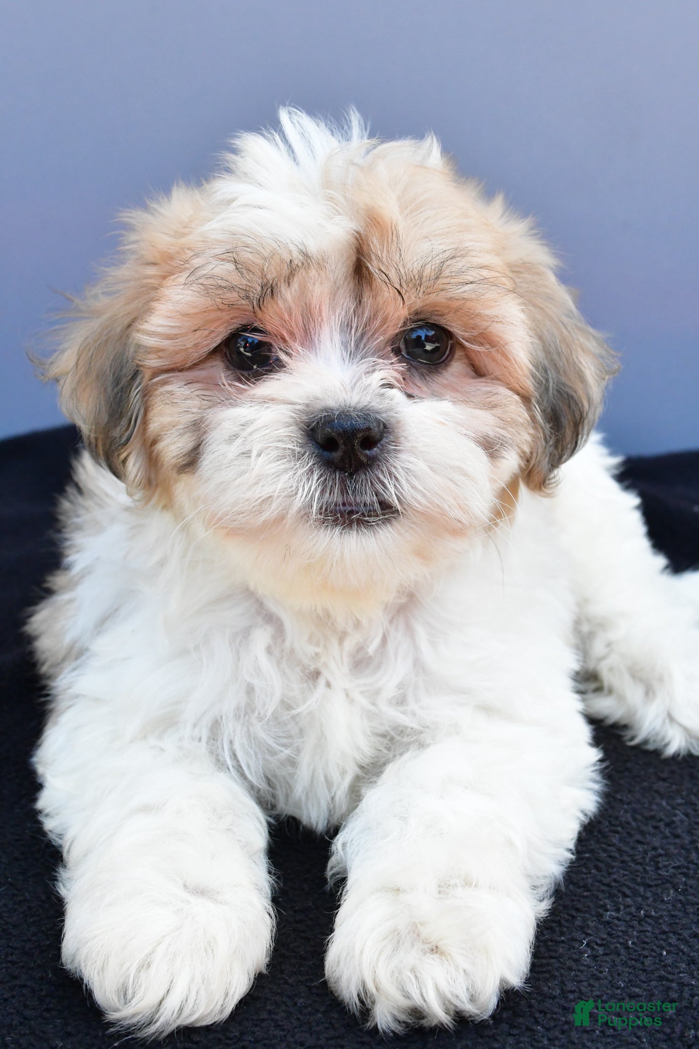 Teddy Bear dogs Ty - Ad 2