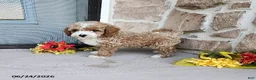 Mini Goldendoodle dogs for sale: Rocky - Ad 5