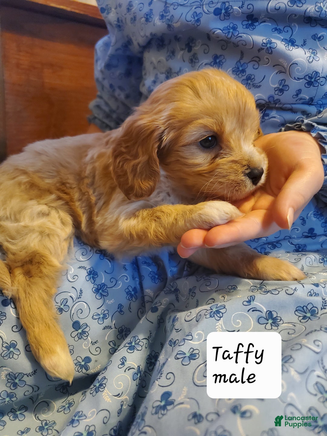 Cavachon dogs for sale: Taffy - Ad 5
