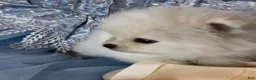 Pomeranian dogs for sale: Blossom - Ad 4