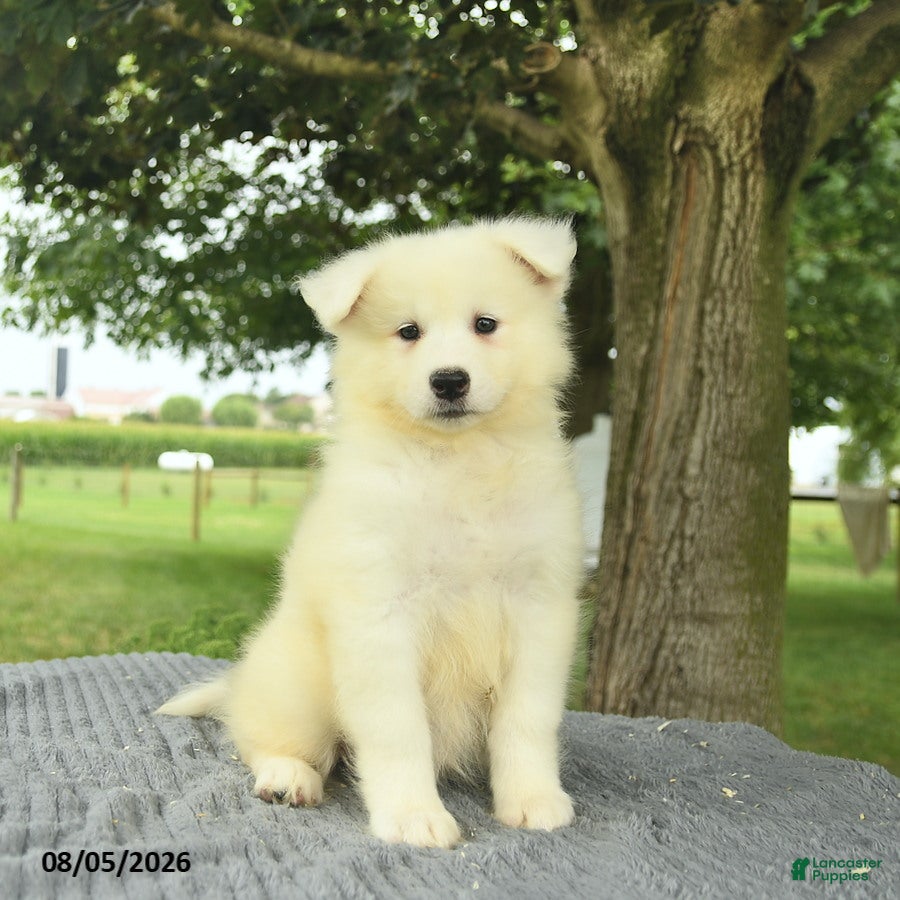Samoyed dogs Serenity  - Ad 1