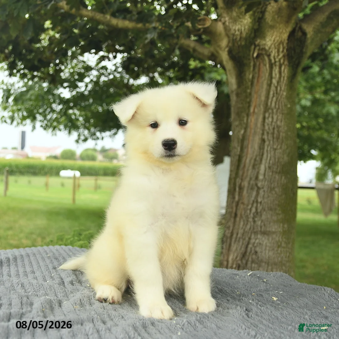 Samoyed dogs for sale: Serenity  - Ad 1
