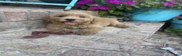 Miniature Labradoodle dogs for sale: Chloe - Ad 5
