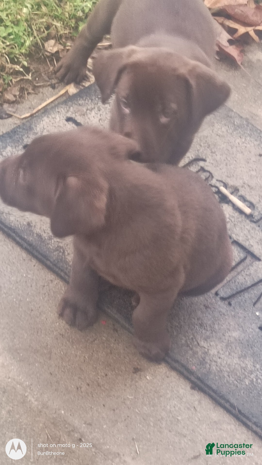 Labrador Retriever dogs for sale: Labrador Retriever Puppy 3 - Ad 8