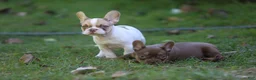 French Bulldog dogs for sale: Casper - Ad 3