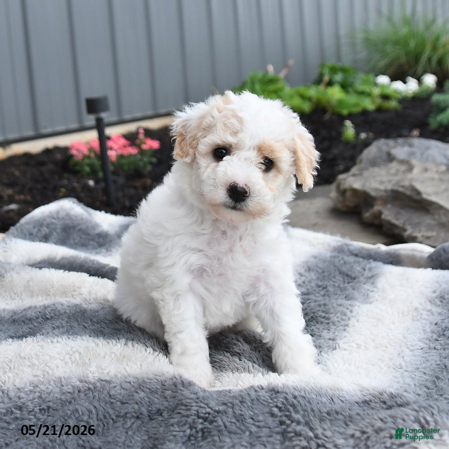 Bichpoo dogs Jenni - Ad 1