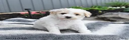 Bichpoo dogs for sale: Jenni - Ad 1