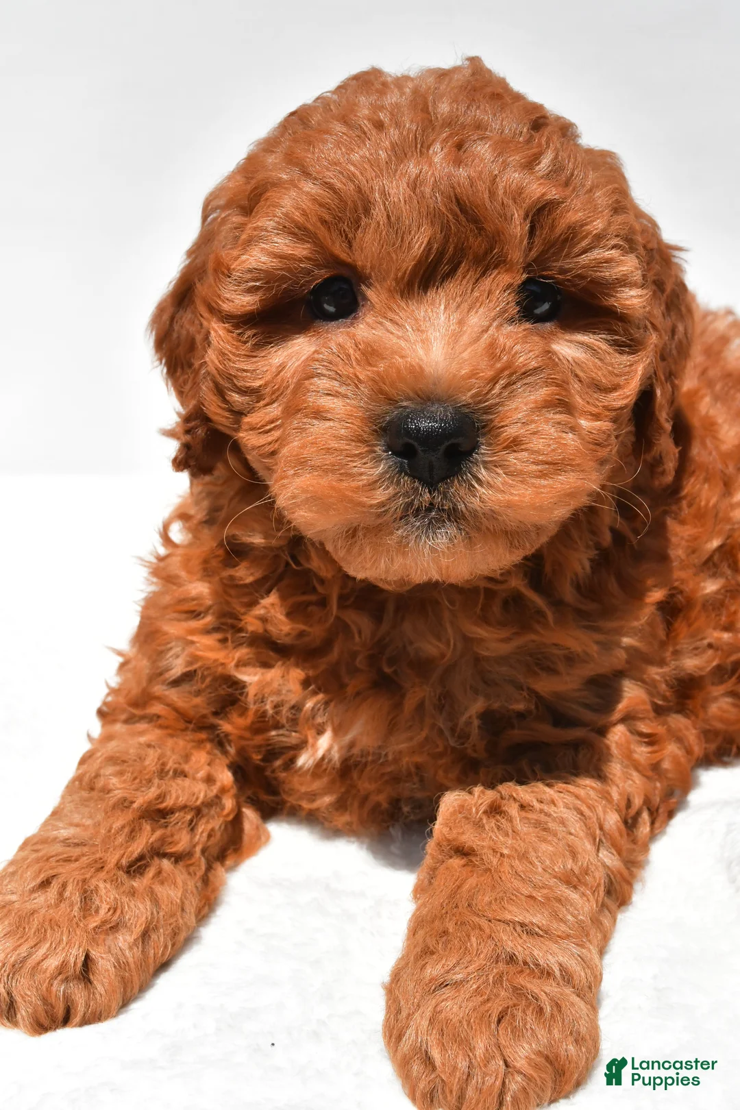 Mini Goldendoodle dogs for sale: Hudson - Ad 2
