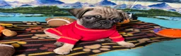 Pug dogs for sale: Moe - Ad 8