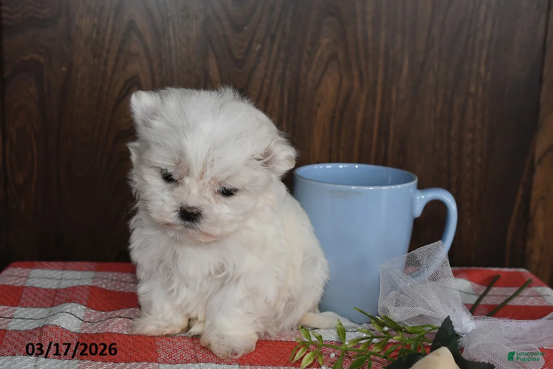 Maltese dogs for sale: Olivia - Ad 5