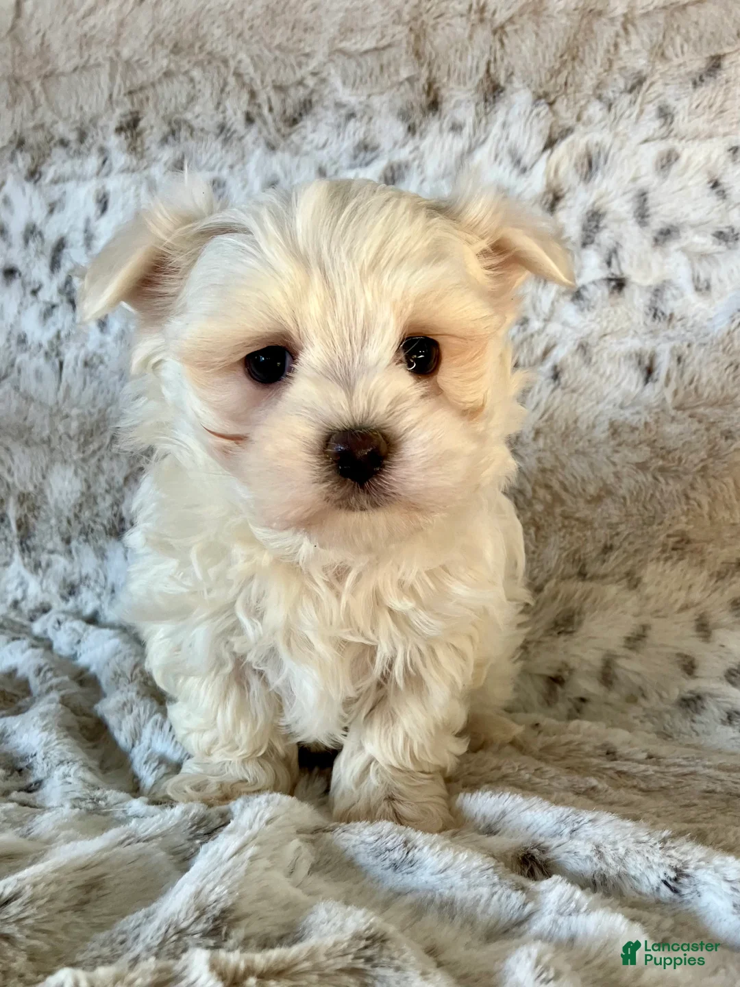 Maltese dogs for sale: Milo - Ad 9