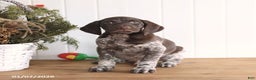 German Shorthaired Pointer dogs for sale: Griffin - Ad 3