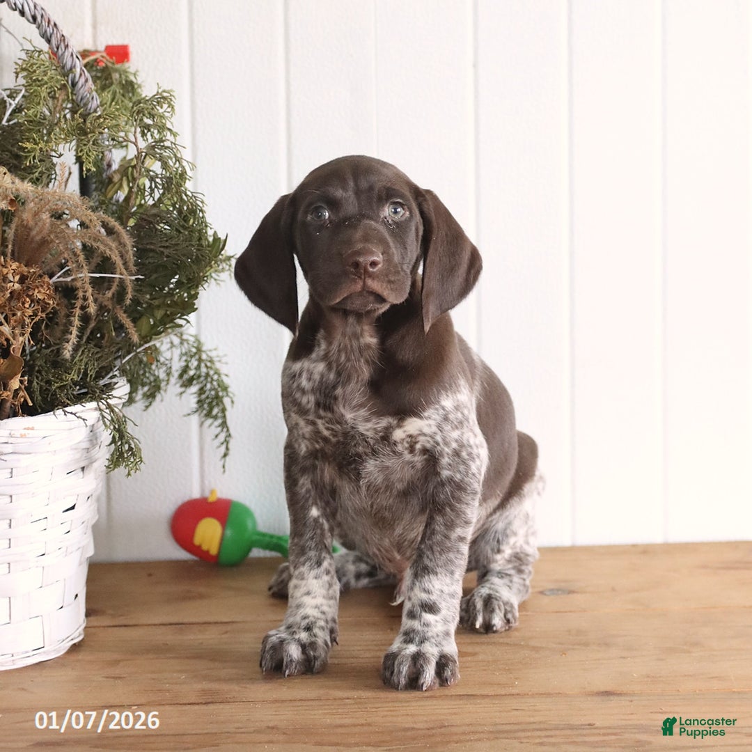 German Shorthaired Pointer dogs for sale: Griffin - Ad 3