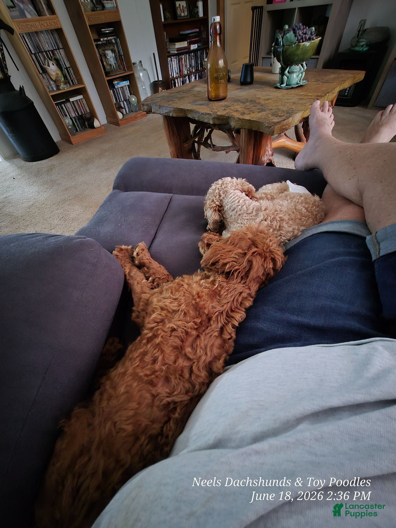 Toy Poodle dogs Jaz - Ad 2