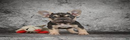 French Bulldog dogs for sale: Claire - Ad 3