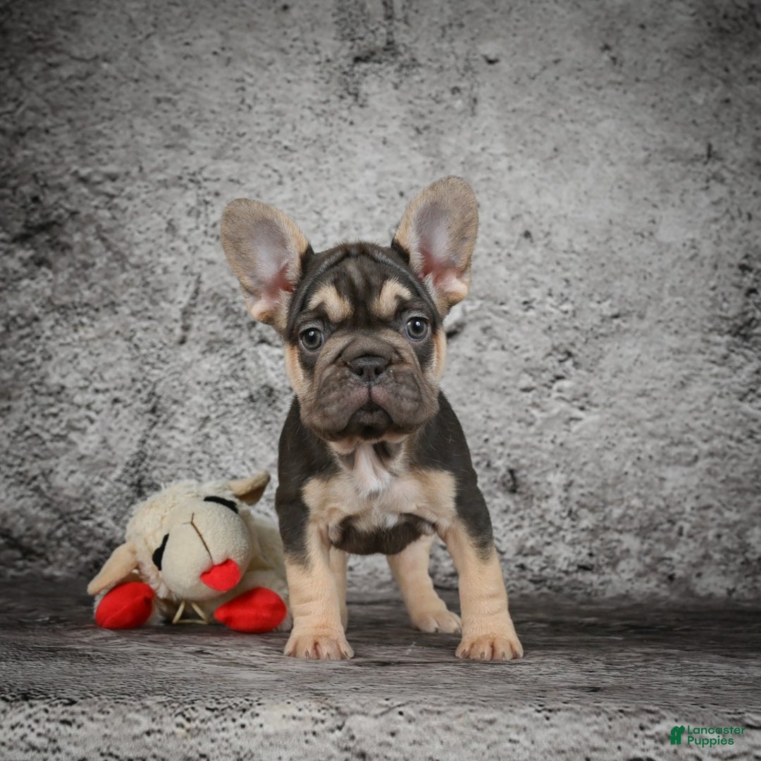 French Bulldog dogs for sale: Claire - Ad 3