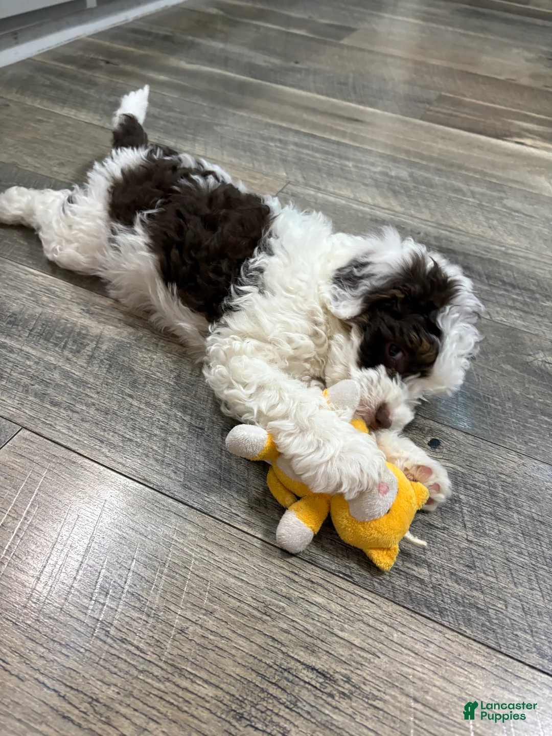 Bernedoodle dogs for sale: Ava - Ad 8