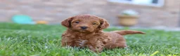 Mini Goldendoodle dogs for sale: Elin - Ad 5
