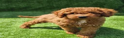 Cavapoo dogs for sale: Indigo - Ad 1