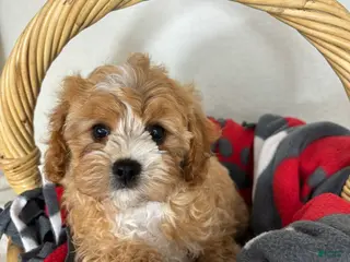 Cavapoo dogs Joey - Ad 1