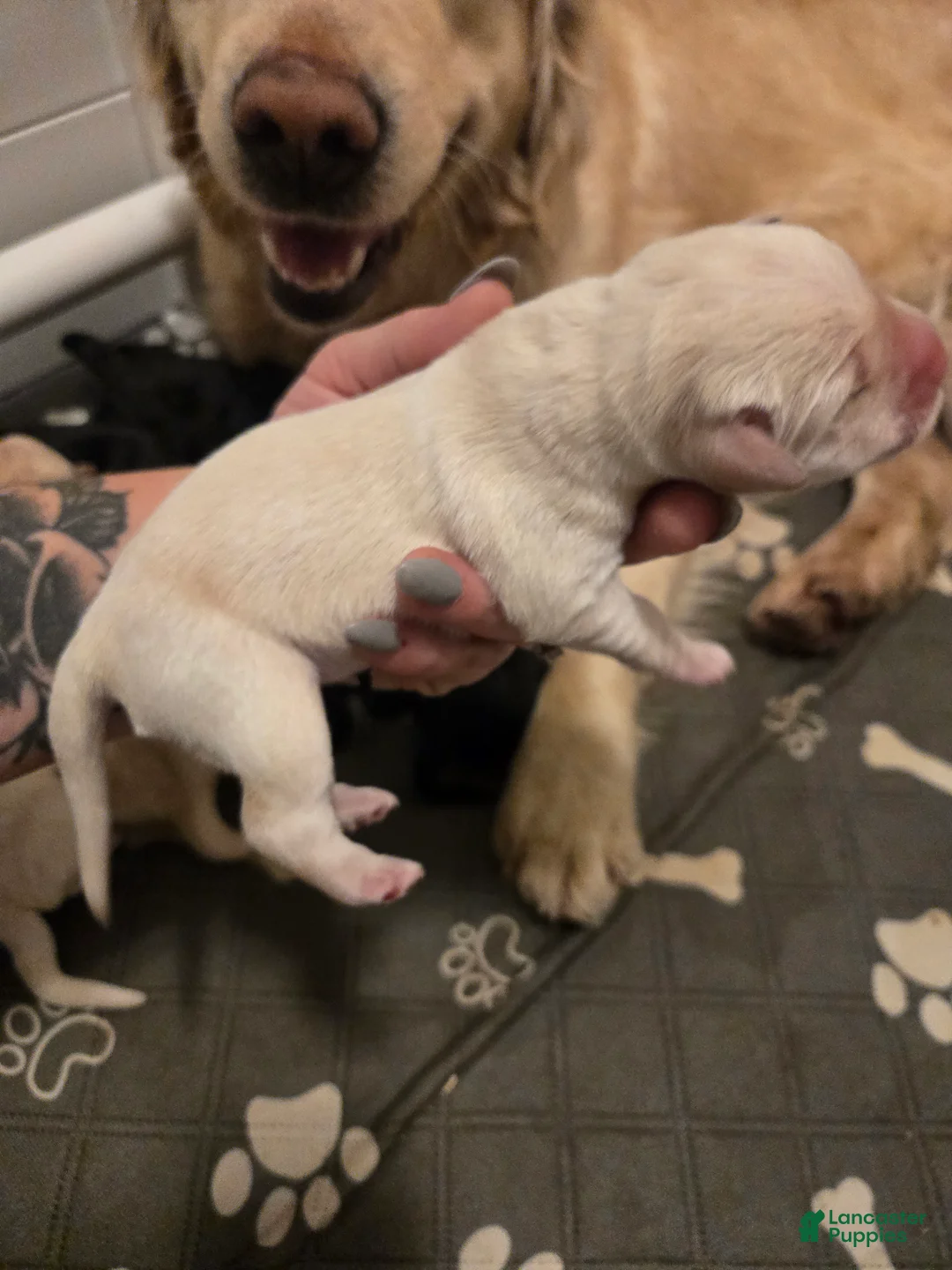 Goldador dogs for sale: Yellow female - Ad 1