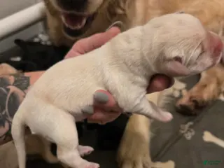 Goldador dogs Yellow female - Ad 28