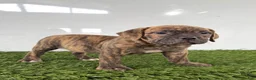 Olde English Bulldogge dogs for sale: Lucy - Ad 4