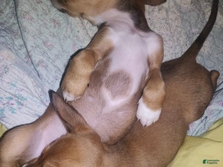 Mixed Breed dogs - Ad 33