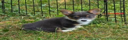 Welsh Corgi Pembroke dogs for sale: Lynx the low rider  - Ad 9