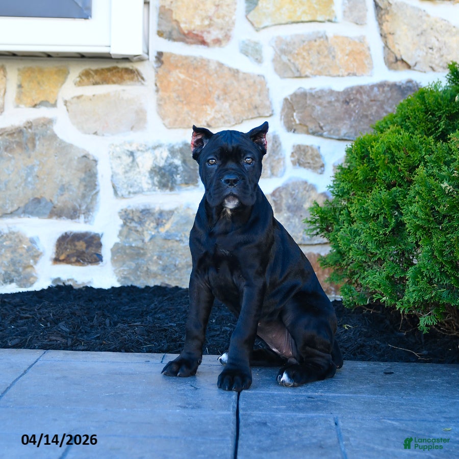 Cane Corso dogs Taffy - Ad 1