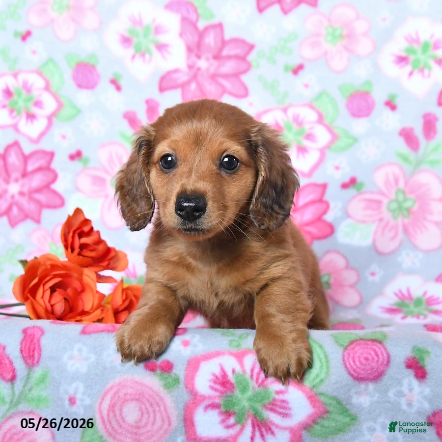 Miniature Dachshund dogs Barkley - Ad 1