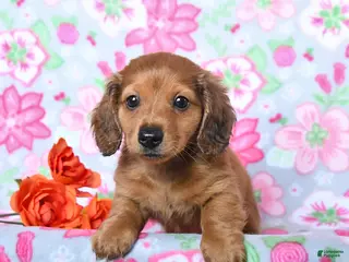 Miniature Dachshund dogs for sale: Barkley - Ad 2