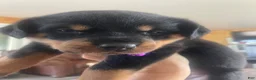Rottweiler dogs for sale: Rottweiler 2 - Ad 1