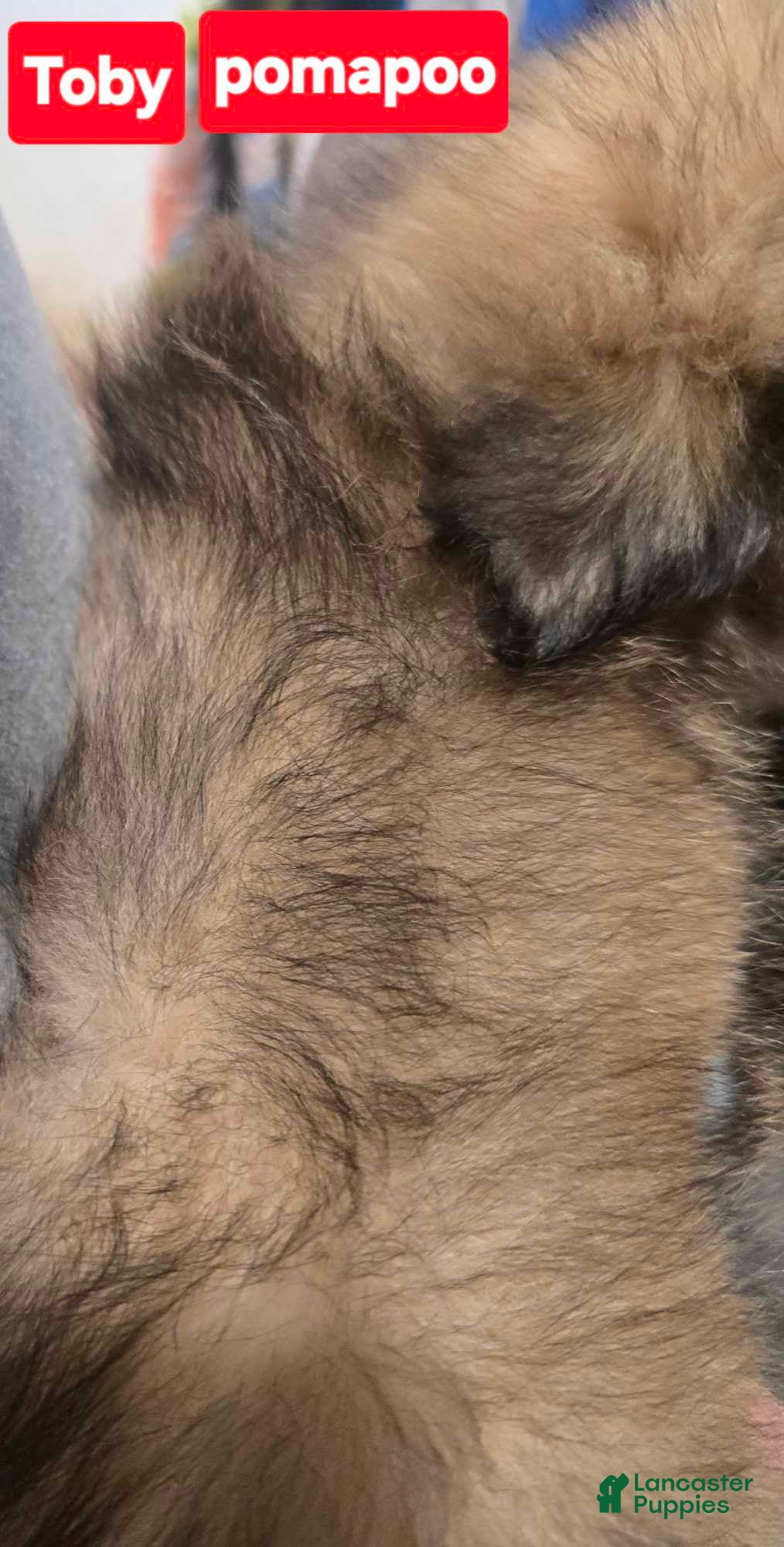 Pomapoo dogs Toby - Ad 2