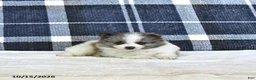 Pomeranian dogs for sale: Jasper - Ad 3