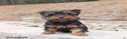 Yorkshire Terrier dogs for sale: Dante - Ad 1