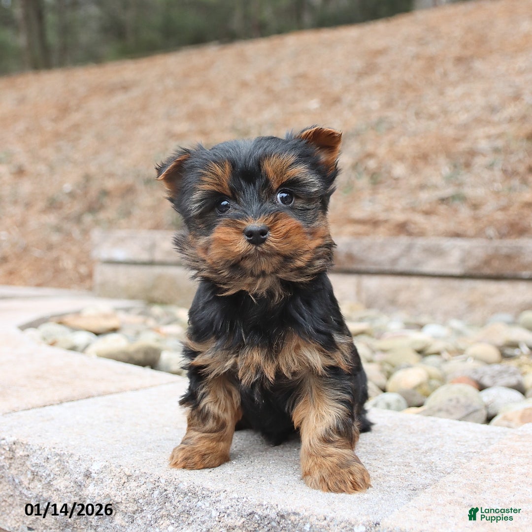 Yorkshire Terrier dogs for sale: Dante - Ad 1