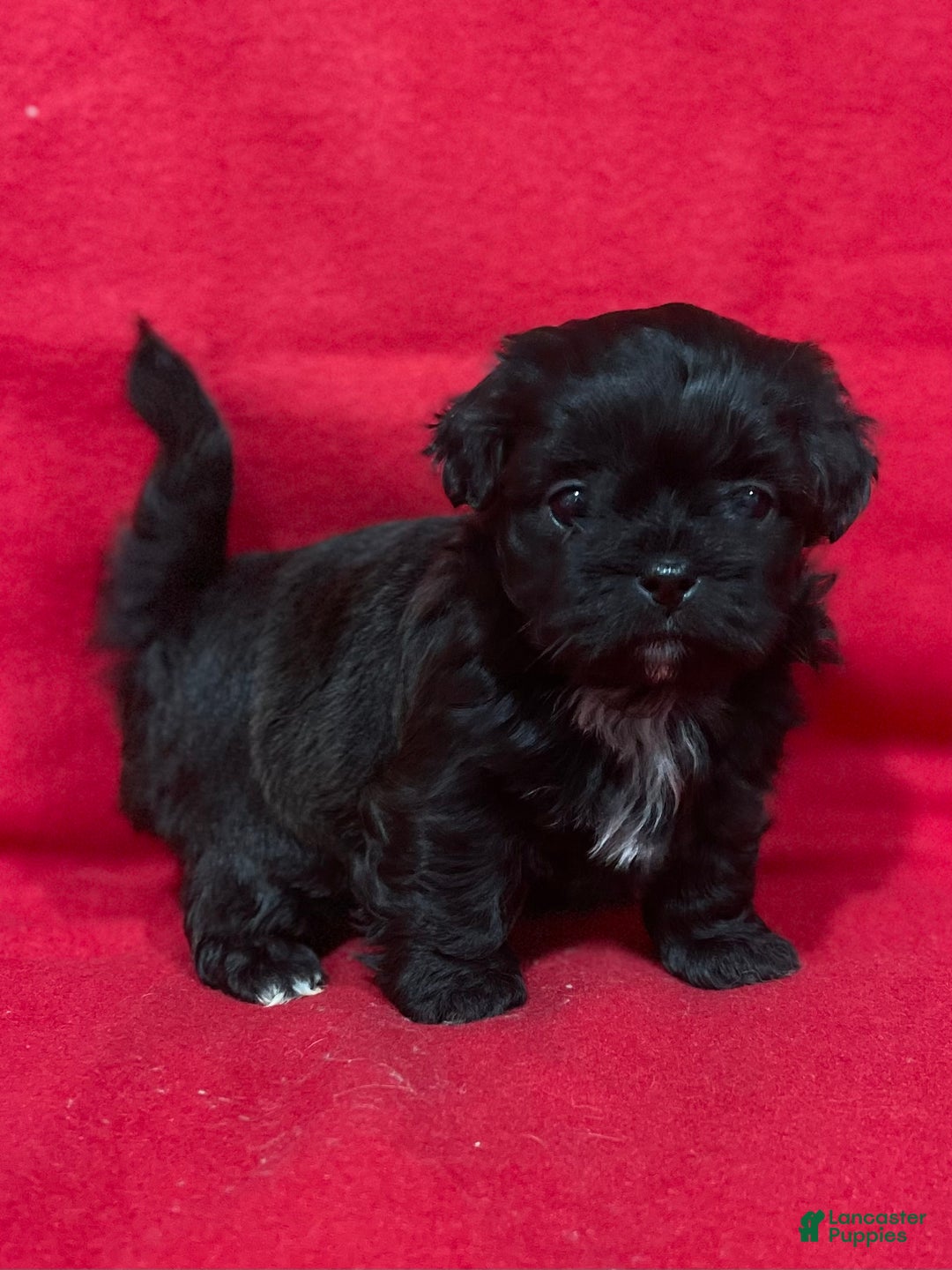 Teddy Bear dogs for sale: Lexi - Ad 1