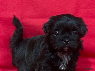 Teddy Bear dogs Lexi - Ad 20