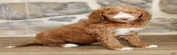Goldendoodle dogs for sale: Janette  - Ad 2