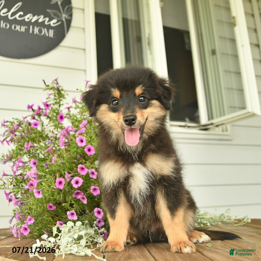 Toy Australian Shepherd dogs Adrian - Ad 1