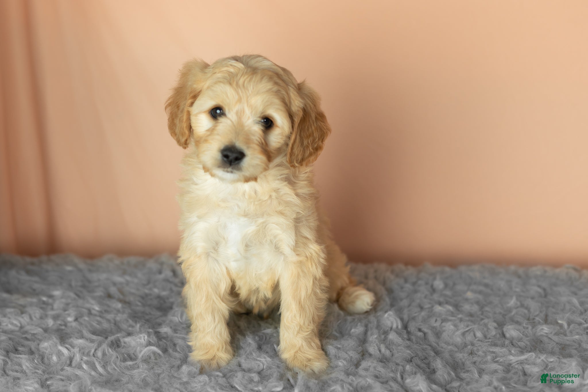 Mixed Breed dogs Brutus  - Ad 23