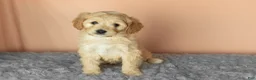Mixed Breed dogs for sale: Brutus  - Ad 1