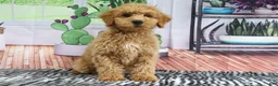 Mini Goldendoodle dogs for sale: Bandit - Ad 3