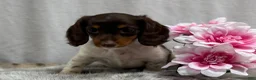 Miniature Dachshund dogs for sale: Birdie - Ad 5