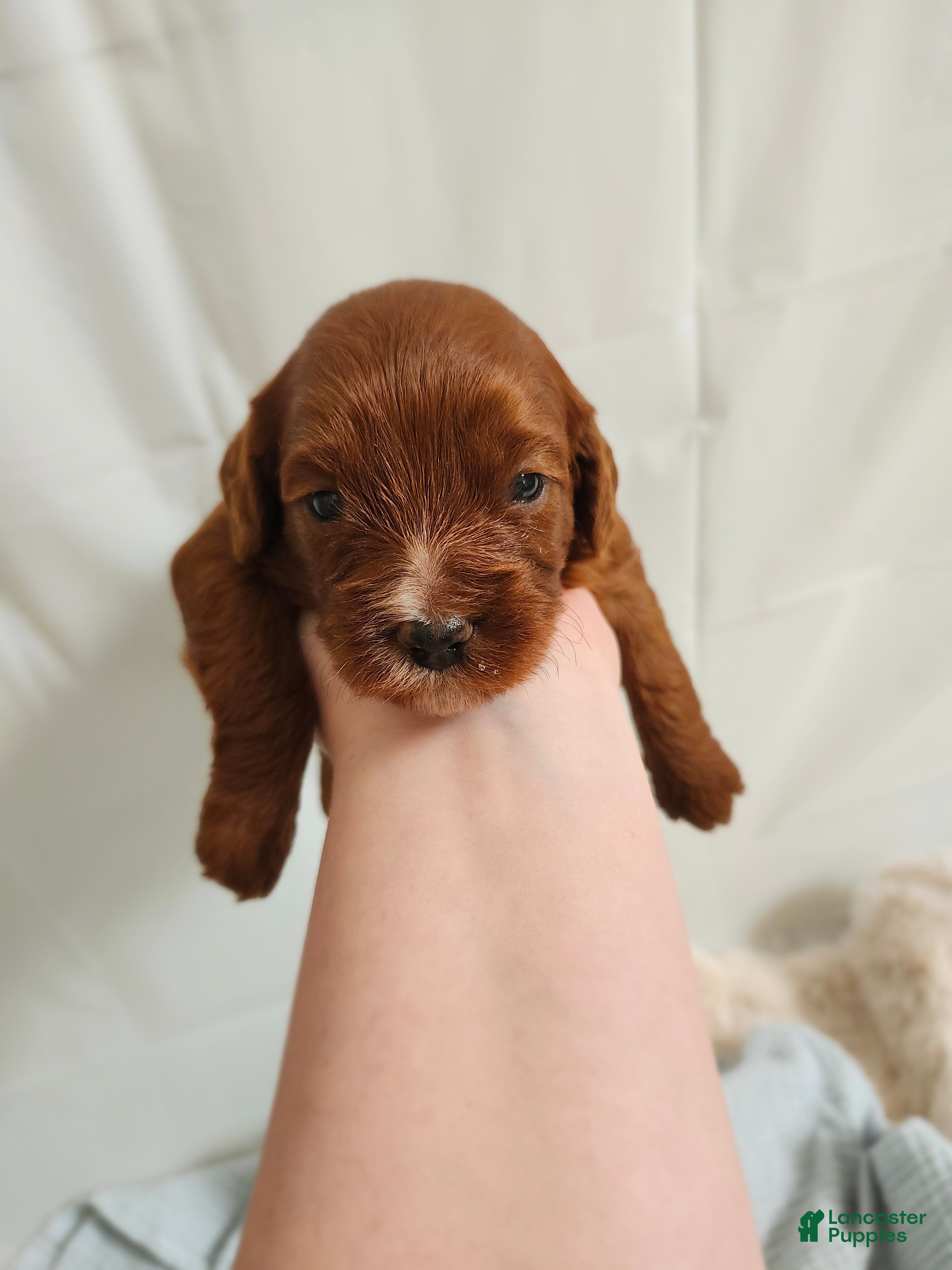 Cavapoo dogs Franklin  - Ad 2