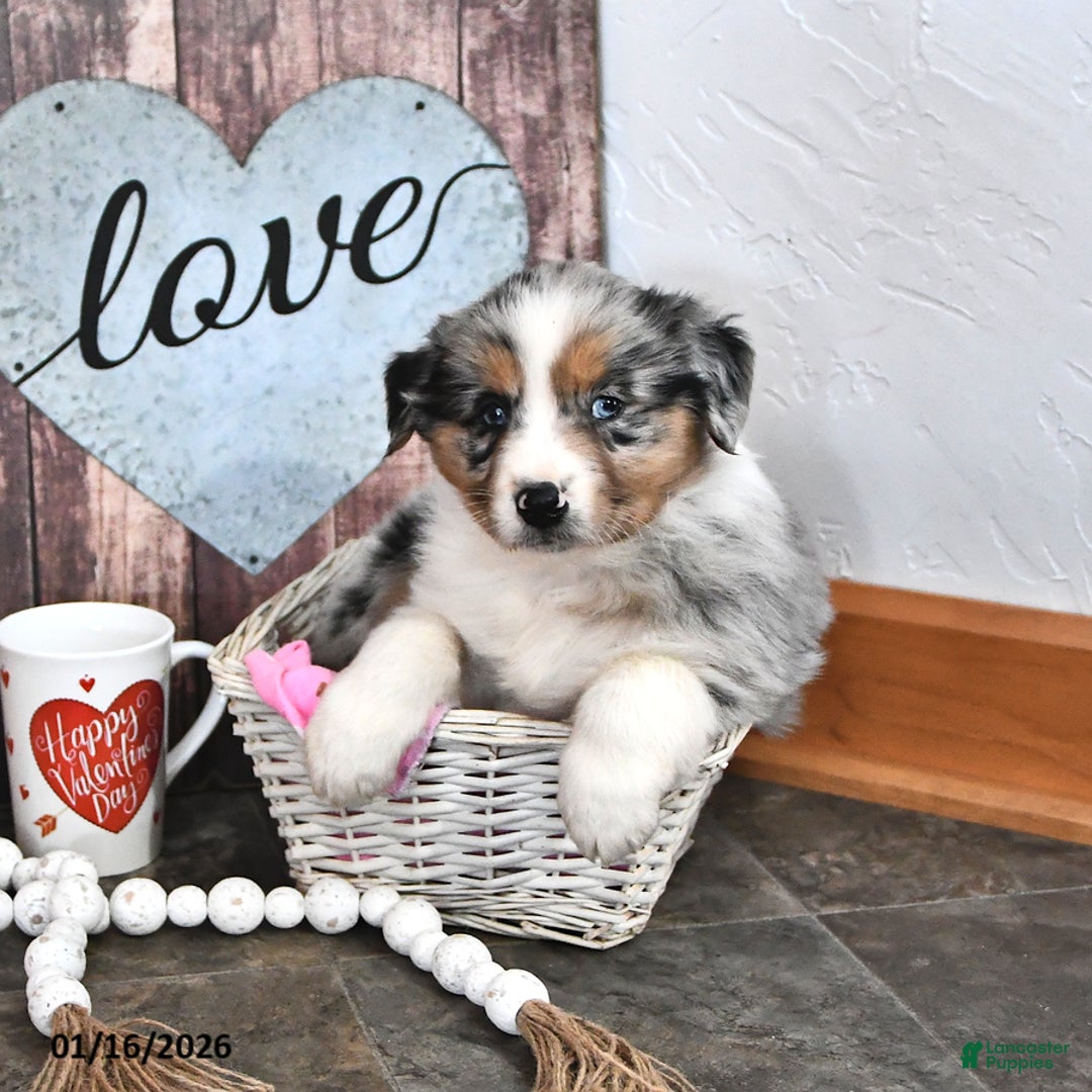 Australian Shepherd dogs for sale: Jace  - Ad 2