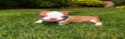 Boston Terrier dogs for sale: Max - Ad 9