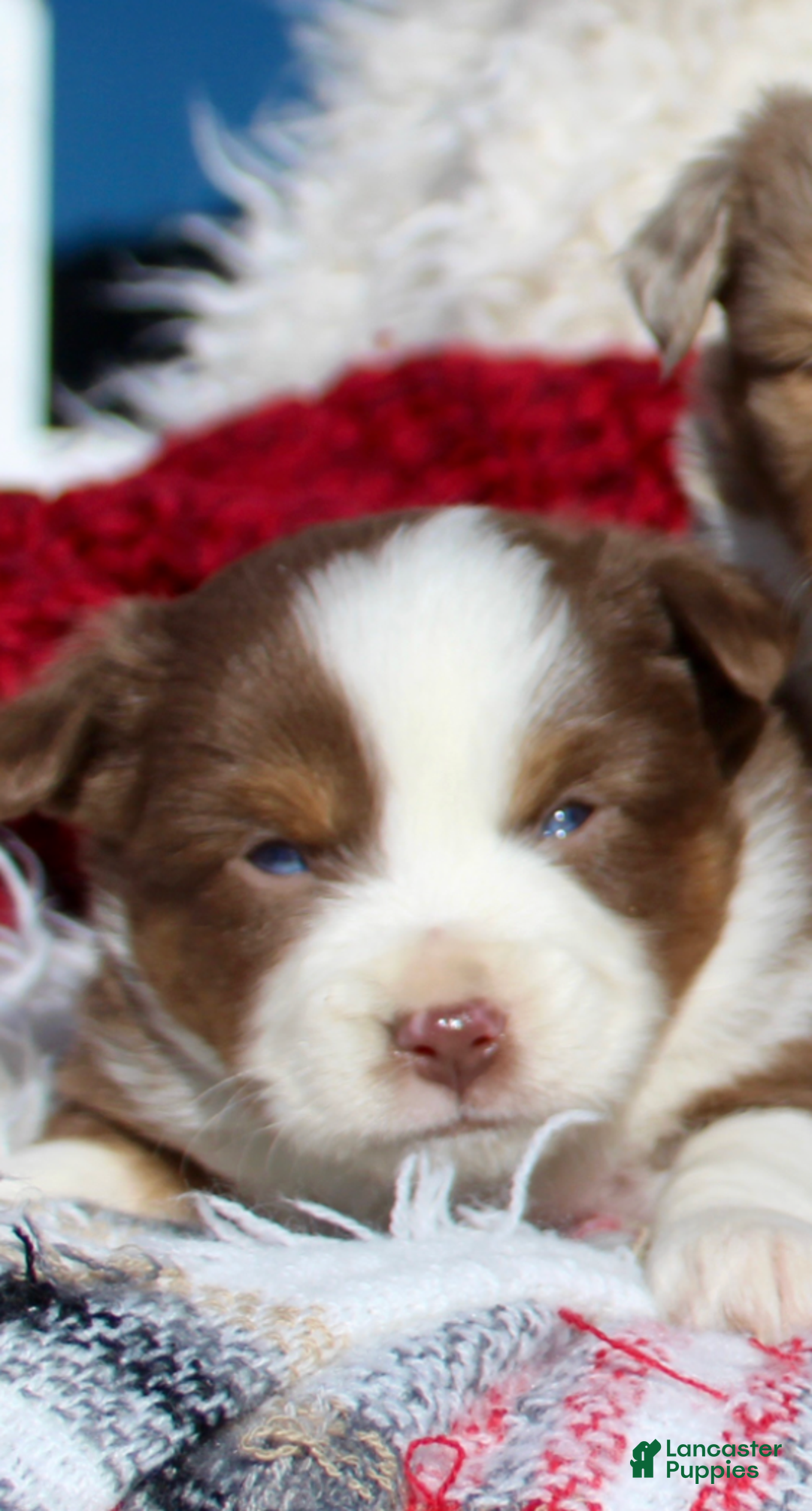 Miniature Australian Shepherd dogs for sale: Miniature Australian Shepherd Puppy 1 - Ad 1